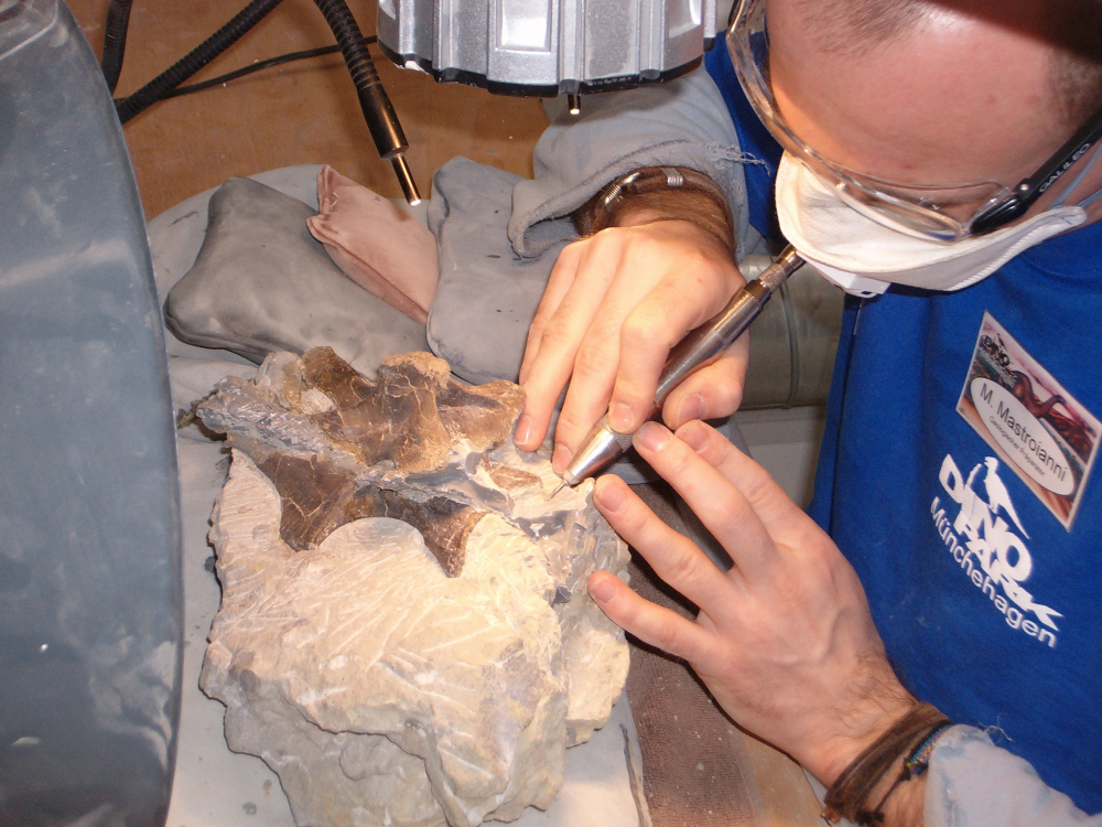 a preparator is using a fine metal tool to expose the fossil bones of Europasaurus holgeri a preparator is using a fine metal tool to expose the fossil bones of Europasaurus holgeri